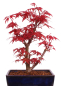 Preview: Bonsai - Acer palmatum 'Deshojo', roter Fächerahorn aus Japan 229/15