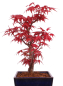 Preview: Bonsai - Acer palmatum 'Deshojo', roter Fächerahorn aus Japan 229/15