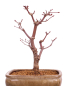 Preview: Bonsai - Acer palmatum 'Deshojo', roter Fächerahorn aus Japan 229/16