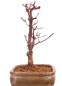 Preview: Bonsai - Acer palmatum 'Deshojo', roter Fächerahorn aus Japan 229/16