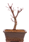 Preview: Bonsai - Acer palmatum 'Deshojo', roter Fächerahorn aus Japan 229/18