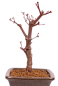 Preview: Bonsai - Acer palmatum 'Deshojo', roter Fächerahorn aus Japan 229/18