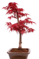 Preview: Bonsai - Acer palmatum 'Deshojo', roter Fächerahorn aus Japan 229/20