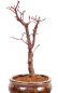 Preview: Bonsai - Acer palmatum 'Deshojo', roter Fächerahorn aus Japan 229/21