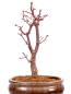 Preview: Bonsai - Acer palmatum 'Deshojo', roter Fächerahorn aus Japan 229/21