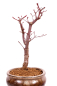 Preview: Bonsai - Acer palmatum 'Deshojo', roter Fächerahorn aus Japan 229/21