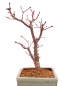 Preview: Bonsai - Acer palmatum 'Deshojo', roter Fächerahorn aus Japan 229/22