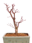 Preview: Bonsai - Acer palmatum 'Deshojo', roter Fächerahorn aus Japan 229/22