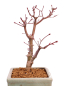 Preview: Bonsai - Acer palmatum 'Deshojo', roter Fächerahorn aus Japan 229/22