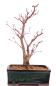 Preview: Bonsai - Acer palmatum 'Deshojo', roter Fächerahorn aus Japan 229/23