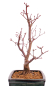 Preview: Bonsai - Acer palmatum 'Deshojo', roter Fächerahorn aus Japan 229/23