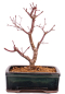 Preview: Bonsai - Acer palmatum 'Deshojo', roter Fächerahorn aus Japan 229/24