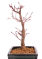 Preview: Bonsai - Acer palmatum 'Deshojo', roter Fächerahorn aus Japan 229/24