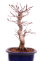 Preview: Bonsai - Acer palmatum Deshojo - roter Fächerahorn 229/25