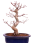 Preview: Bonsai - Acer palmatum Deshojo - roter Fächerahorn 229/25