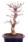 Preview: Bonsai - Acer palmatum Deshojo - roter Fächerahorn 229/25