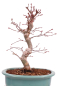 Preview: Bonsai - Acer palmatum Deshojo - roter Fächerahorn 229/26