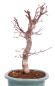 Preview: Bonsai - Acer palmatum Deshojo - roter Fächerahorn 229/26