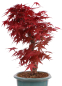 Preview: Bonsai - Acer palmatum Deshojo - roter Fächerahorn 229/26