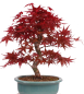 Preview: Bonsai - Acer palmatum Deshojo - roter Fächerahorn 229/26