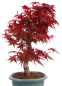 Preview: Bonsai - Acer palmatum Deshojo - roter Fächerahorn 229/26