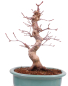 Preview: Bonsai - Acer palmatum Deshojo - roter Fächerahorn 229/28