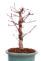 Preview: Bonsai - Acer palmatum Deshojo - roter Fächerahorn 229/29