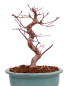 Preview: Bonsai - Acer palmatum Deshojo - roter Fächerahorn 229/29