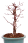 Preview: Bonsai - Acer palmatum Deshojo - roter Fächerahorn 229/29