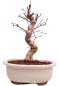 Preview: Bonsai - Acer palmatum Deshojo - roter Fächerahorn 229/30