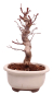 Preview: Bonsai - Acer palmatum Deshojo - roter Fächerahorn 229/30