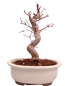 Preview: Bonsai - Acer palmatum Deshojo - roter Fächerahorn 229/30