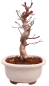 Preview: Bonsai - Acer palmatum Deshojo - roter Fächerahorn 229/30