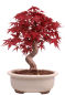 Preview: Bonsai - Acer palmatum Deshojo - roter Fächerahorn 229/30