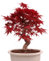 Preview: Bonsai - Acer palmatum Deshojo - roter Fächerahorn 229/30