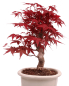 Preview: Bonsai - Acer palmatum Deshojo - roter Fächerahorn 229/30
