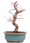 Preview: Bonsai - Acer palmatum Deshojo - roter Fächerahorn 229/31