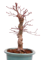 Preview: Bonsai - Acer palmatum Deshojo - roter Fächerahorn 229/31