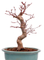 Preview: Bonsai - Acer palmatum Deshojo - roter Fächerahorn 229/31