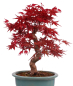 Preview: Bonsai - Acer palmatum Deshojo - roter Fächerahorn 229/31