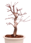 Preview: Bonsai - Acer palmatum Deshojo - roter Fächerahorn 229/32