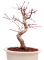 Preview: Bonsai - Acer palmatum Deshojo - roter Fächerahorn 229/32