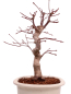 Preview: Bonsai - Acer palmatum Deshojo - roter Fächerahorn 229/32