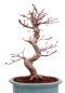 Preview: Bonsai - Acer palmatum Deshojo - roter Fächerahorn 229/33
