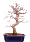 Preview: Bonsai - Acer palmatum Deshojo, roter Fächerahorn 229/34