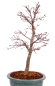 Preview: Bonsai - Acer palmatum Deshojo - roter Fächerahorn 229/35