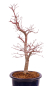 Preview: Bonsai - Acer palmatum Deshojo - roter Fächerahorn 229/36