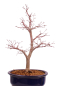 Preview: Bonsai - Acer palmatum Deshojo - roter Fächerahorn 229/36