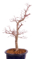 Preview: Bonsai - Acer palmatum Deshojo - roter Fächerahorn 229/36