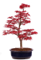Preview: Bonsai - Acer palmatum Deshojo - roter Fächerahorn 229/36